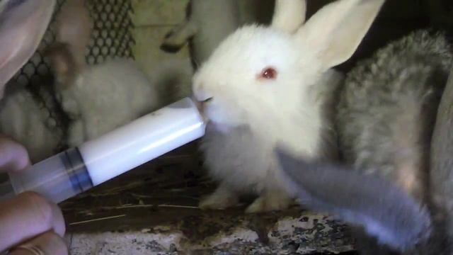 Как кормить недельных кроликов 2. Три недели спустя смотреть онлайн