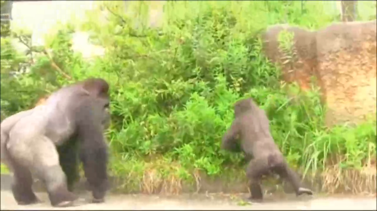 Юный обезьян на прогулке под присмотром папаши смотреть онлайн