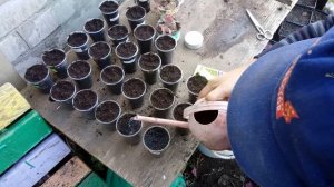 Размножение гейхеры осенью черенками.