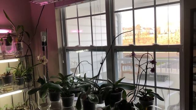 ORCHIDS. Winter lighting. ОРХИДЕИ. Как я устроила зимнюю подсветку. смотреть онлайн