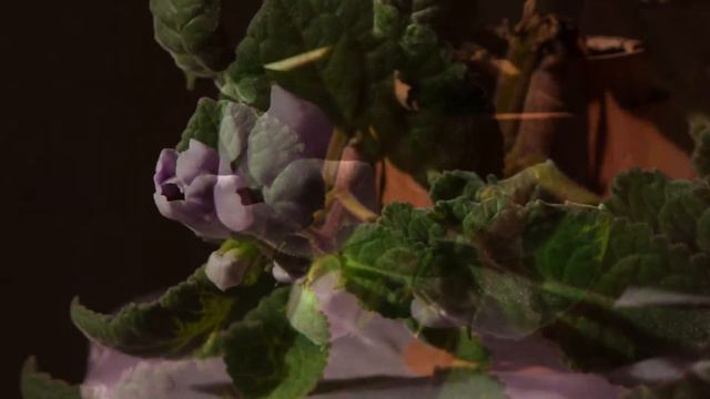 Глаксиния Тамары Всеволодовны расцветает смотреть онлайн