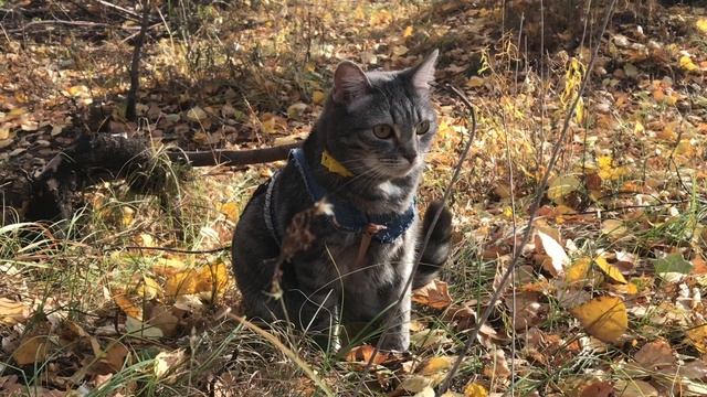 Кот спасатель делится едой со своей мамой смотреть онлайн