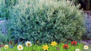 Ива пурпурный Нана (nana) ? Обзор: посадка и уход. саженцы ивы Нана: описание и особенности