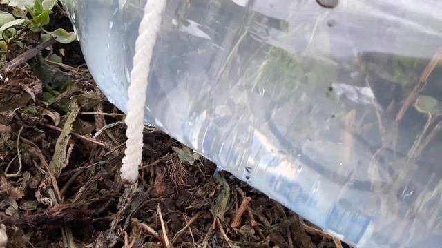 Капельный полив из пластиковых бутылок. Самый простой способ ! смотреть онлайн
