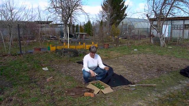 Сажаем клубнику. Перфорированная мульча. Урожай без сорняков. смотреть онлайн
