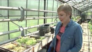 Рододендрон даурский. Как вырастить рододендрон в саду и на даче