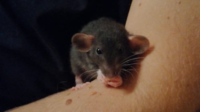 Cute baby rat Pippi Dumbo Rex смотреть онлайн