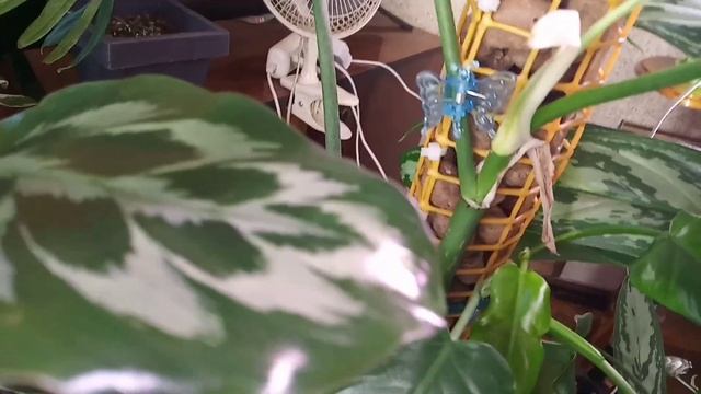Обзор и пересадка драцены смотреть онлайн