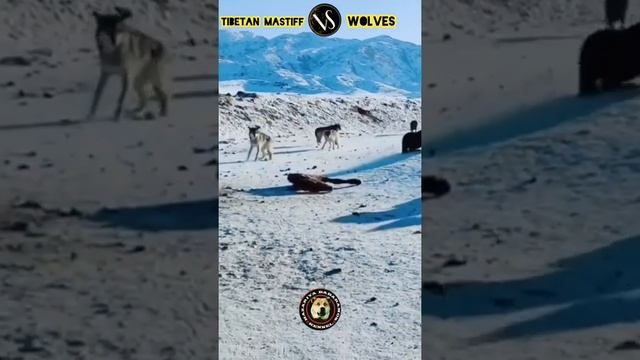 Tibetan Mastiff vs Wolves #shorts #dog #animals #wolf смотреть онлайн