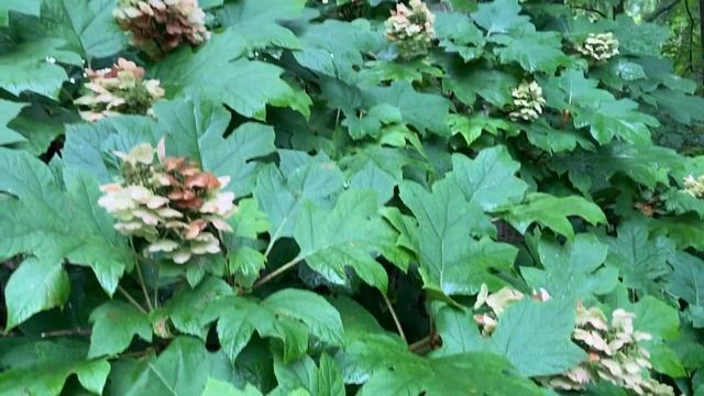 Longwood Gardens - Oakleaf Hydrangea (quercifolia) - Native to Woodland habitats смотреть онлайн