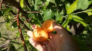 Абрикос Краснощекий