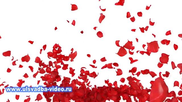 Футаж Сердце из лепестков красной розы смотреть онлайн
