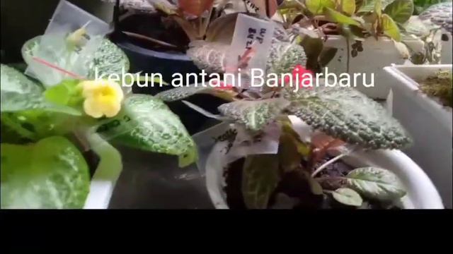 Time to breeding (episcia checkmate, thad cheetah, dkk) смотреть онлайн