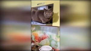 ?Коты 2022 смешные котики. ?Приколы с котами до слез. Я СМЕЯЛСЯ ПОЛЧАСА ?Funny cats tiktok 2022-2021