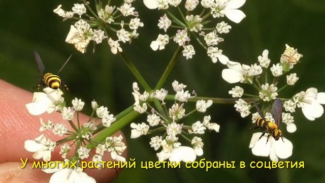 Что общего у разных растений? смотреть онлайн