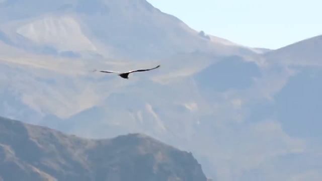 Мой Дагестан смотреть онлайн