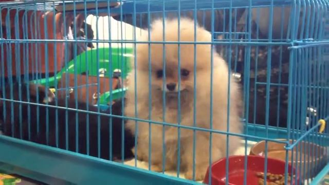 Пушистый ежик смотреть онлайн