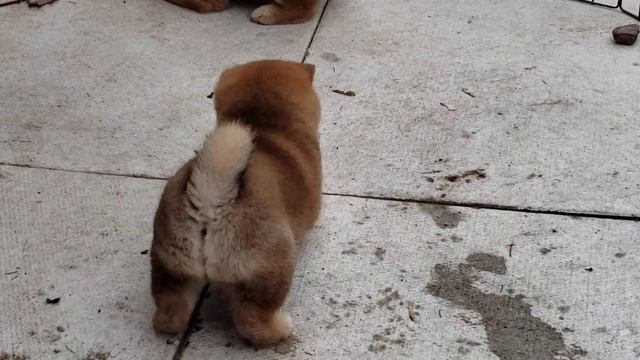 Doge Puppy Play смотреть онлайн