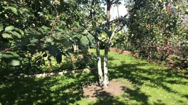 Моя любимая дача 24 августа 2019 г. Купила и посадила новые туи. Удобрила розы. ? смотреть онлайн