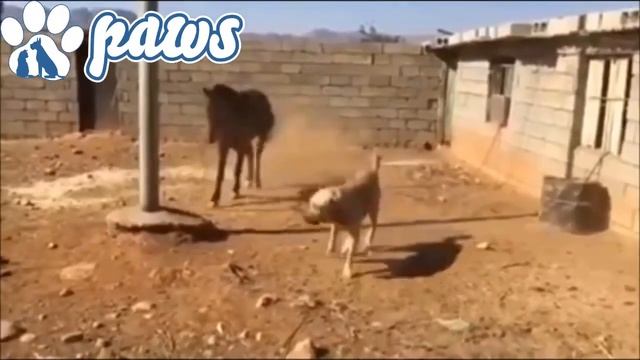 Кангал собака нападает на лошадь! смотреть онлайн