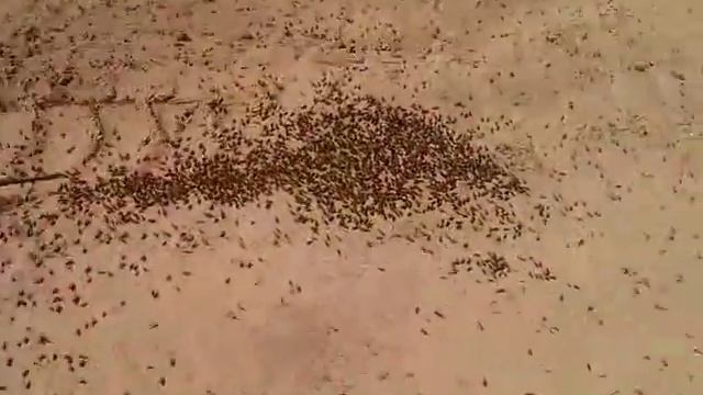 Нашествие кузнечиков на Казахстан. The invasion of the grasshoppers of Kazakhstan. смотреть онлайн