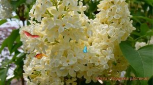 Сирень обыкновенная Праймроуз (primrose) 🌿 обзор: как сажать, саженцы сирени Праймроуз