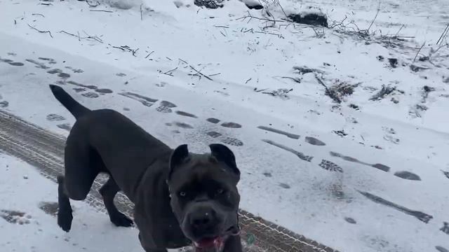 Мои серые❤️#tttt #канекорсо #canecorsoitaliano #canecorso #cane #канекорсоитальяно смотреть онлайн