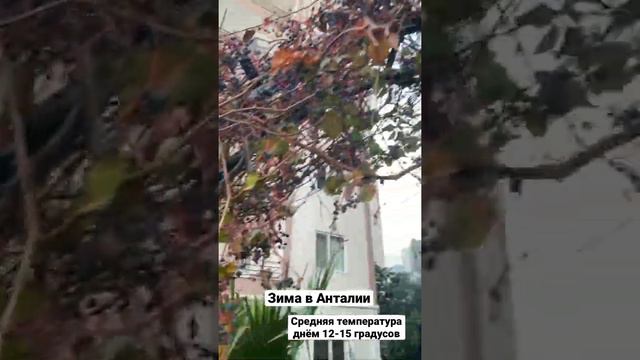 Какая температура зимой в Анталии смотреть онлайн