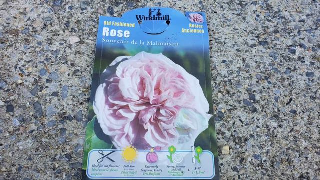 Unboxing Souvenir De La Malmaison Rose смотреть онлайн