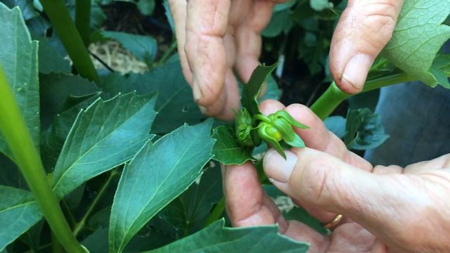 86. Disbudding Dahlias: How To. смотреть онлайн