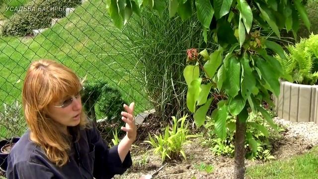 Тля. Быть или не быть, вот в чем вопрос... смотреть онлайн