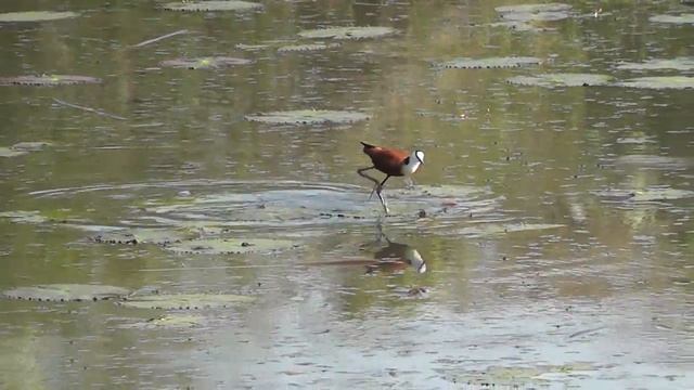 African Jacana, Actophilornis africana, walking across lilypads смотреть онлайн