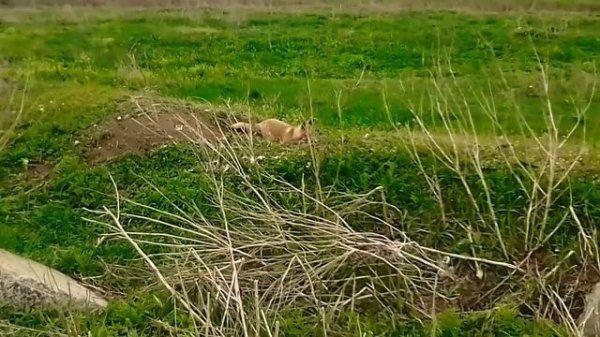 Охота с пневматикой мр512