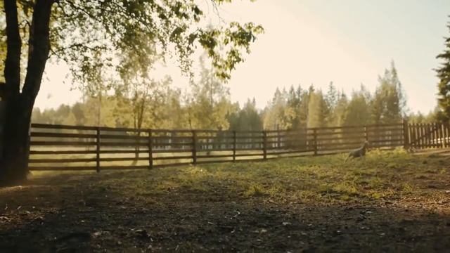 Mary Had A Little Lamb. Песня на английском языке смотреть онлайн