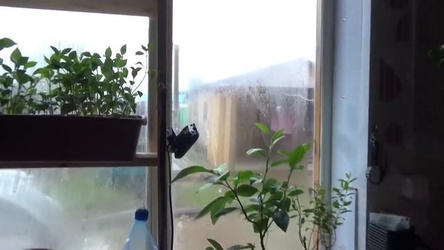 ОГОРОДНЫЕ ДЕЛА // ДЕТИ ВОЗМУЩЕНЫ // НАПАЛ НОЧНОЙ ЖОР //4.05.20. смотреть онлайн