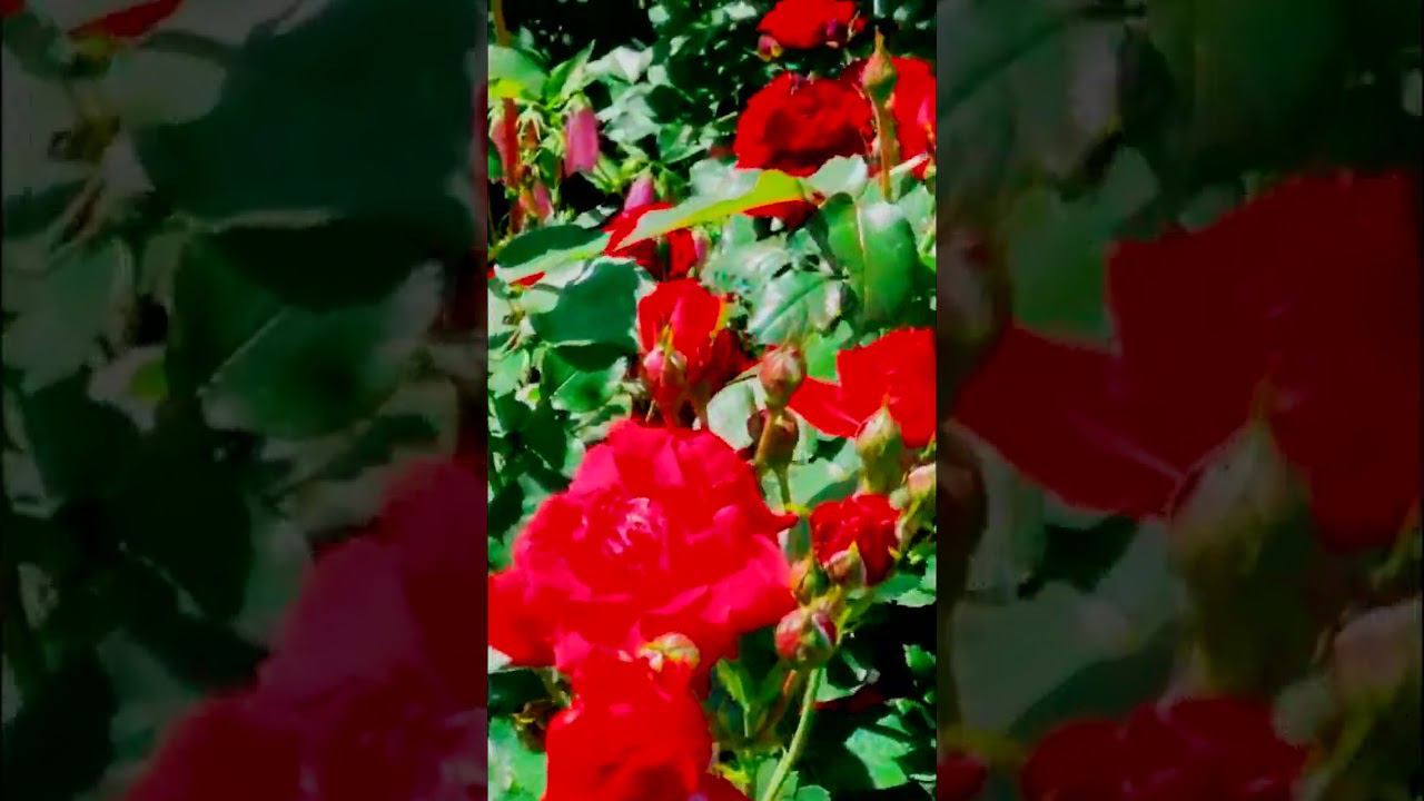 Роза Нина Вейбул Nina Weibull смотреть онлайн