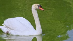 Самая красивая мелодия в мире... Я плакала, когда услышала эту песню! Эту музыку можно слушать вечн