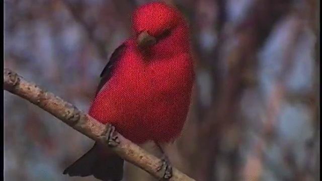 Bird of the Week: Scarlet Tanager