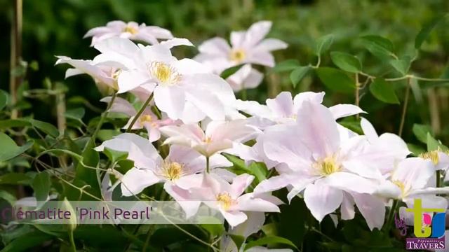 Clématite 'Pink Pearl' - Pépinières TRAVERS - Spécialiste Des Plantes Grimpantes