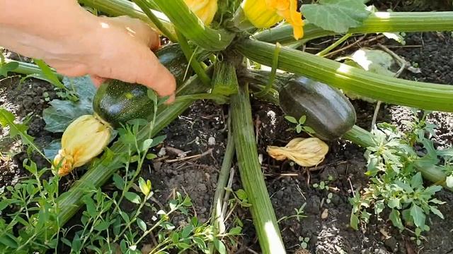 Дача! Берег Оми! Вкусные колбаски! Арахис в Сибири! Мамин урожай! смотреть онлайн