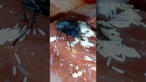 Муха наложила свои личинки на мясо
