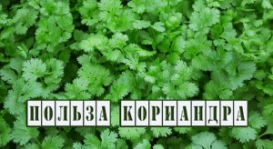 Кориандр, Кинза. Лечебные свойства.