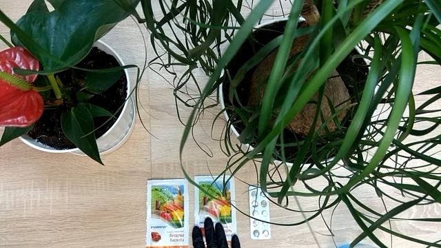 Янтарная кислота для комнатных растений. смотреть онлайн