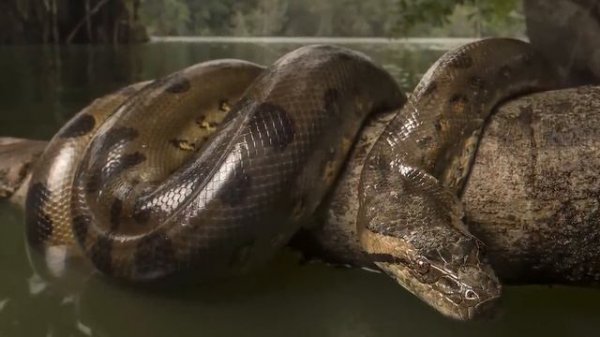 100 Самых Ядовитых и Опасных Змей в Мире [ Animal world - Мир животных ]