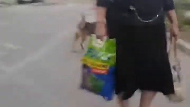 бой псов : СИМСАЦИЯ!!!!!!!!