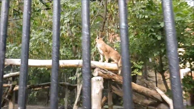 Каракалы 10.09.2020