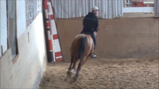 Heiniger-Pferde.com Argentinus x Ramiro Wall. 2006 смотреть онлайн