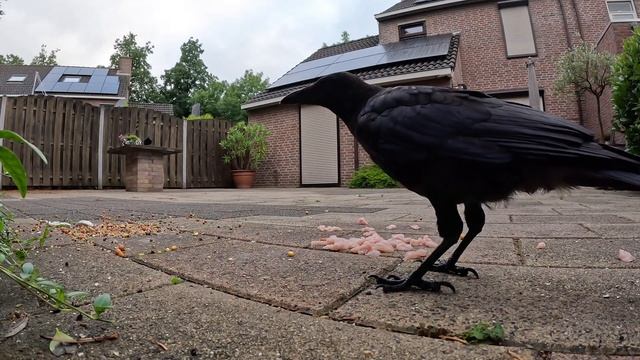 Я К ПАПЕ ЗА ОРЕШКОМ? )) #птицы #врановые #ворона #кормушка #наблюдение смотреть онлайн