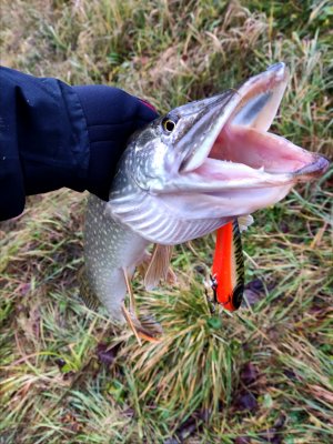 Джеркбейты Strike Pro Buster Jerk, Buster Swim. Рыбалка на платном пруду Пионерский в ноябре.