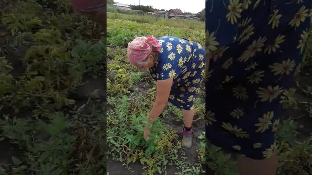 Трава для гусей и уток #трава смотреть онлайн